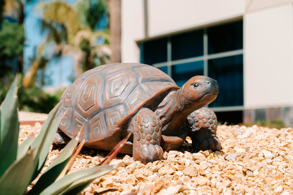 A lifelike brown turtle garden outdoor statue Temecula